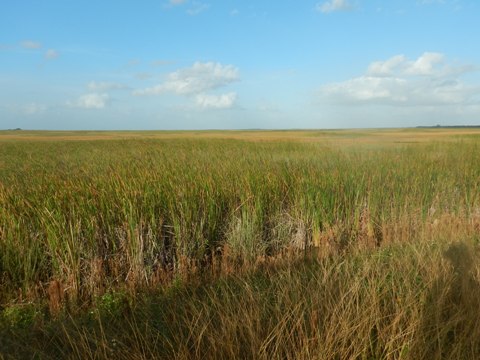 Everglades, Southern Glades Trail