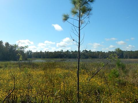 Goethe State Forest, Florida eco-biking and hiking
