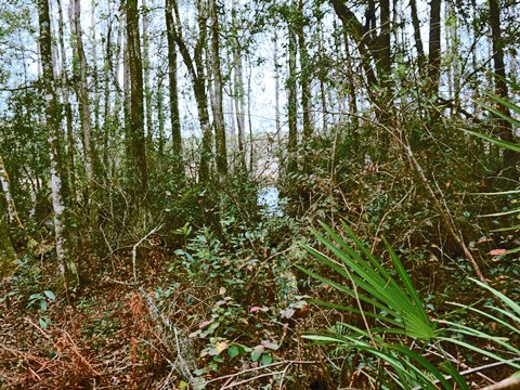 Goethe State Forest, Florida eco-biking and hiking