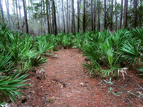 Goethe State Forest, Florida eco-biking and hiking