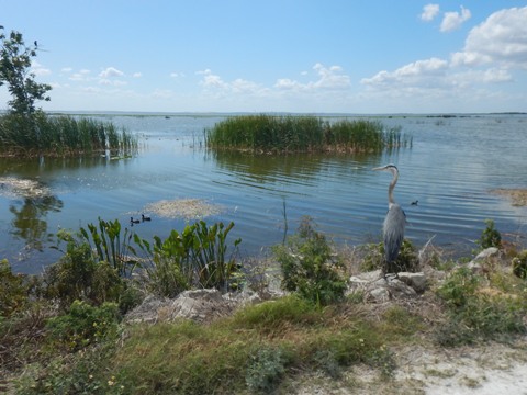 Lake Apopka Loop Trail