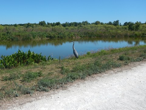 Lake Apopka Loop Trail
