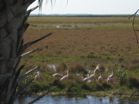 Merritt Island wildlife, Shiloh Road