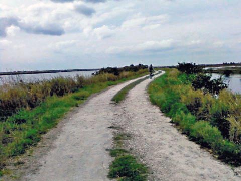Merritt Island biking-Gator Creek