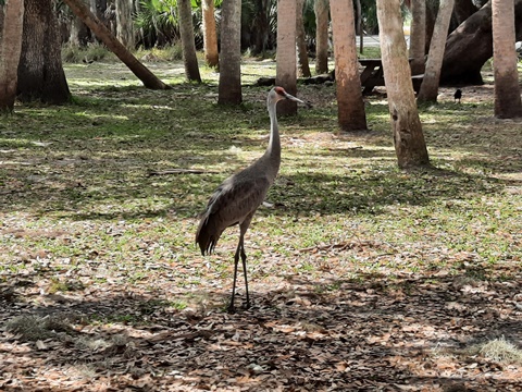 Myakka River State Park, eco-biking