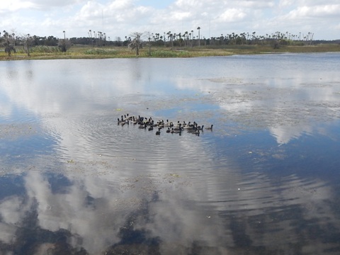 Orlando Wetlands