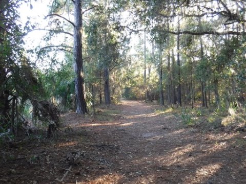 Payne's Prairie eco-biking, jacksons gap trail