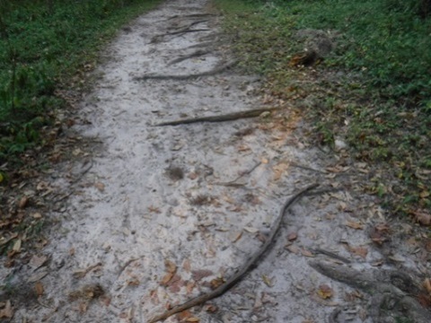 Payne's Prairie, eco-biking, Bolen Bluff