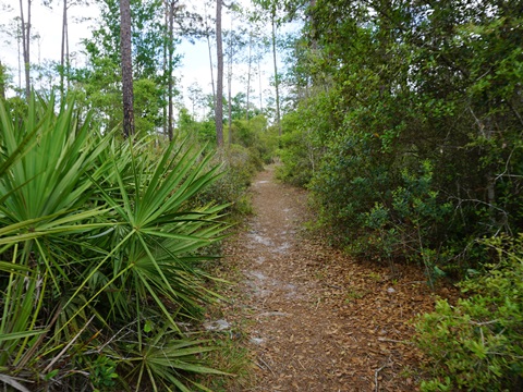 Seminole State Forest, eco-biking