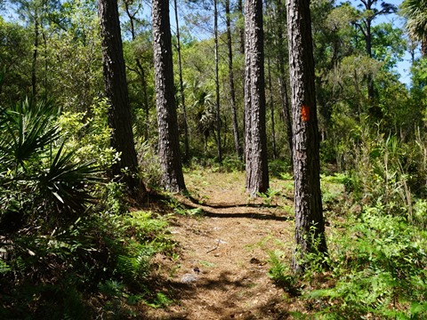 Seminole State Forest, eco-biking