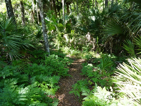 Seminole State Forest, eco-biking
