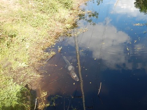 Tosohatchee WMA