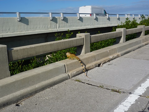 Florida Keys biking