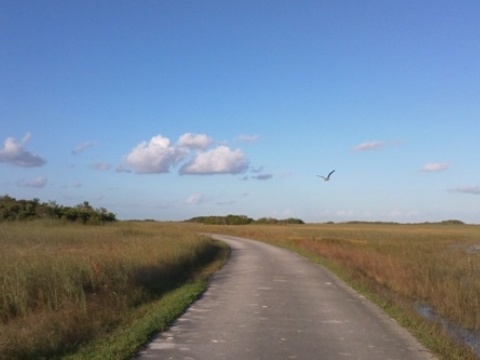 Everglades, Shark Valley