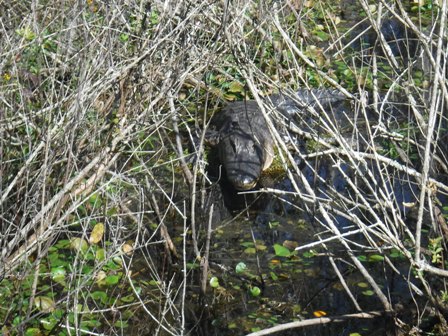Van Fleet State Trail, wildlife