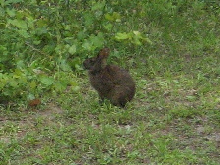 Van Fleet State Trail, wildlife