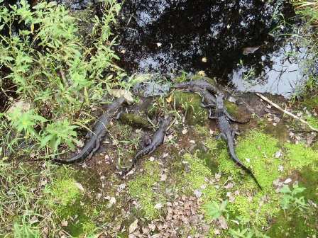 Van Fleet State Trail, wildlife